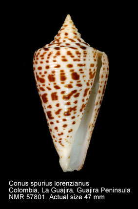Conus spurius lorenzianus.jpg - Conus spurius lorenzianusDillwyn,1817